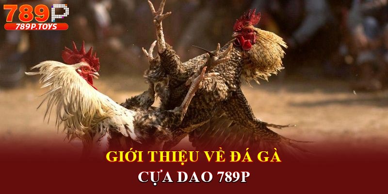 Giới thiệu về đá gà cựa dao 789P